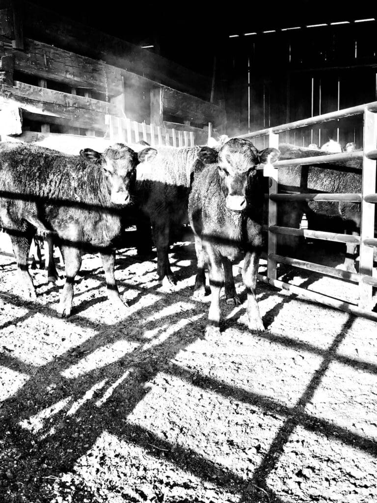 cattle2 Peaceful, pasture-raised cows grazing on open farmland near Corydon, IN, representing KARV Meats’ commitment to quality, locally sourced beef and responsible farming practices.