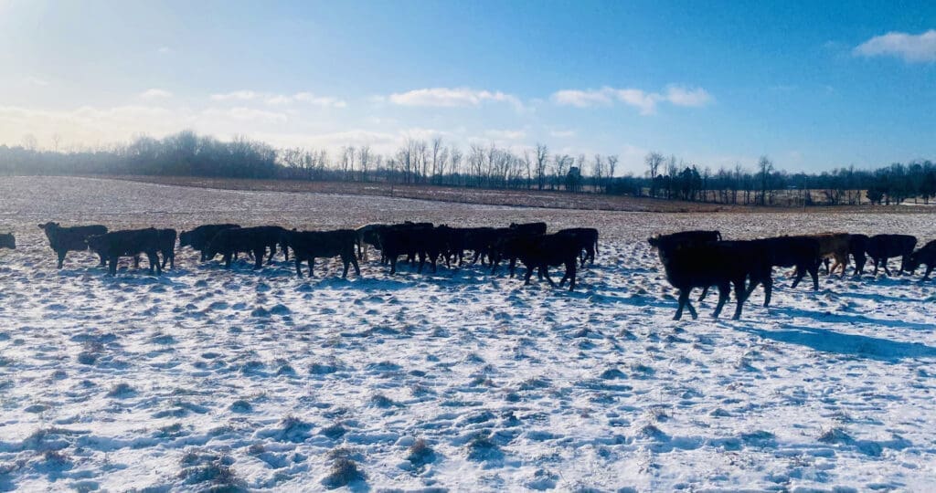 cattle5 Peaceful, pasture-raised cows grazing on open farmland near Corydon, IN, representing KARV Meats’ commitment to quality, locally sourced beef and responsible farming practices.