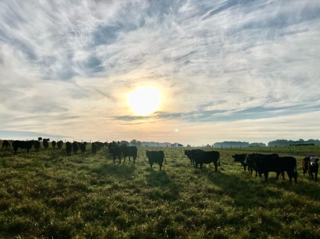 cattle6 Peaceful, pasture-raised cows grazing on open farmland near Corydon, IN, representing KARV Meats’ commitment to quality, locally sourced beef and responsible farming practices.